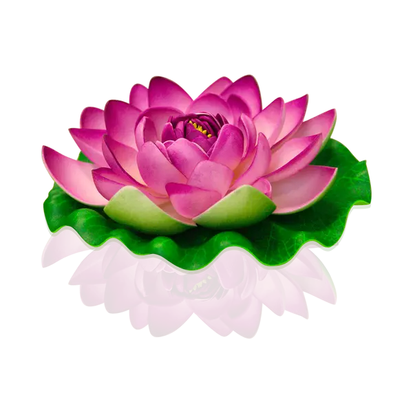 Deco Plan D'Eau Lotus Natural Parme - SkyLantern.fr
